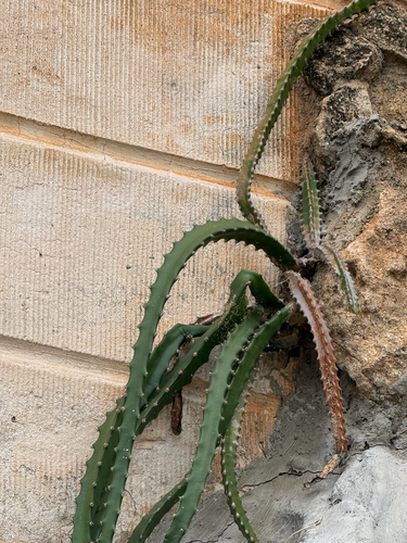 Selenicereus setaceus