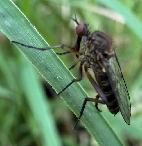 Empis livida
