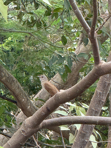 Pale-breasted Thrush