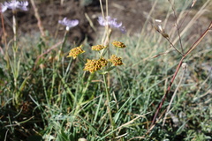 Bupleurum ranunculoides, photograph (c) Clément Maouche, some rights reserved (CC BY)