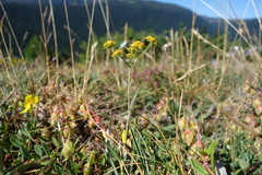 Bupleurum ranunculoides, photograph (c) Clément Maouche, some rights reserved (CC BY)