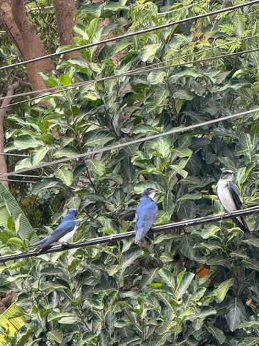 Gray-breasted Martin