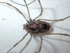 Platybunus pinetorum
