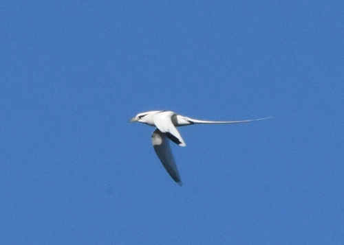 Phaethon lepturus observed 2026-06-19