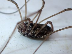 Platybunus pinetorum