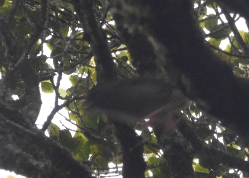 Myadestes palmeri observed 2026-06-19