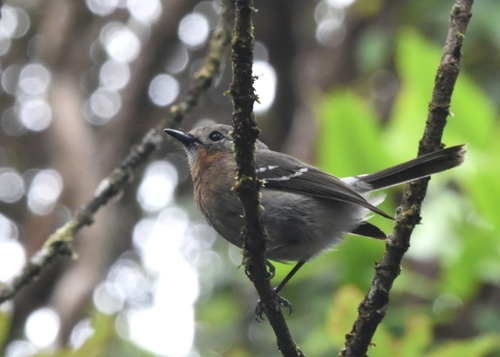 Chasiempis sandwichensis observed 2026-06-19