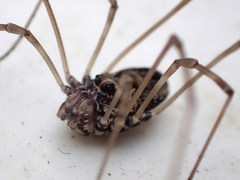 Platybunus pinetorum