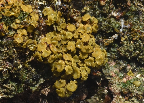 Turbinaria ornata observed 2026-06-21