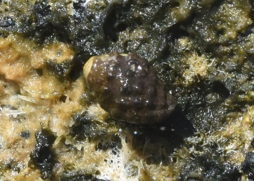 Tenguella granulata observed 2026-06-21