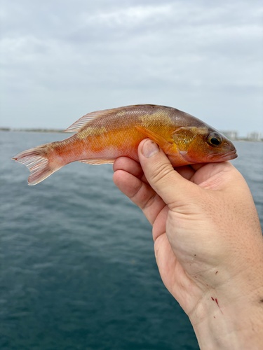 Tobaccofish (Serranus tabacarius) — Serranidae — 3