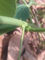 Passiflora cincinnata