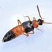 Aleocharinae - Photo (c) Riley Walsh, some rights reserved (CC BY-NC), uploaded by Riley Walsh
