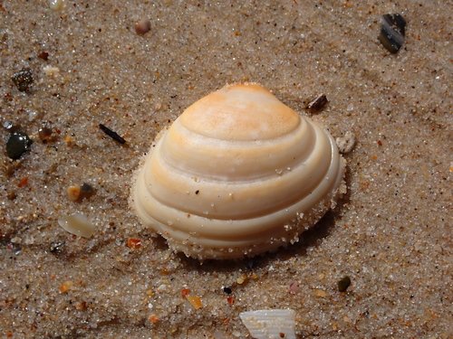 Notocallista observed 2026-07-12