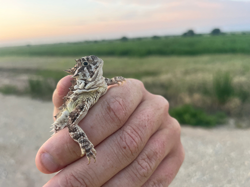 Texas Horned Lizard