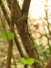 Heteromorpha