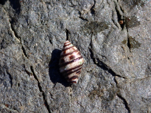 Engina lineata observed 2026-07-12