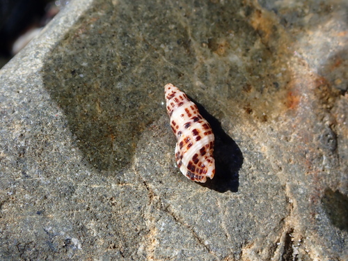 Maculotriton observed 2026-07-12