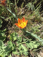 Tulipa