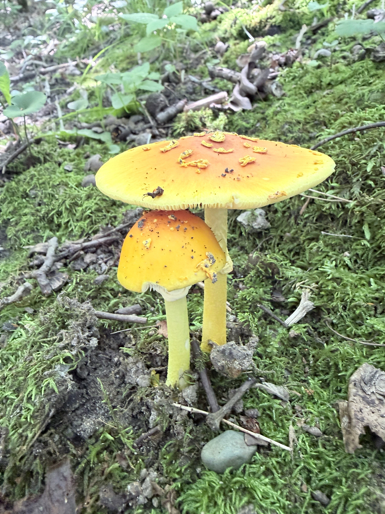 Yellow Patches · July 2026 · photo: Photo: (c) Erica Tava Johnson, some rights reserved (CC BY) · iNaturalist