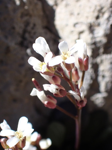 Cardamine bellidifolia, photograph 3