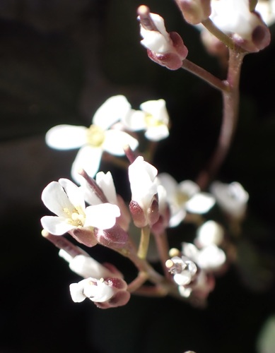 Cardamine bellidifolia, photograph 4