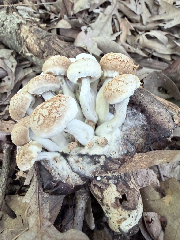 Powder Cap · July 2026 · photo: Photo: (c) Erica Tava Johnson, some rights reserved (CC BY) · iNaturalist