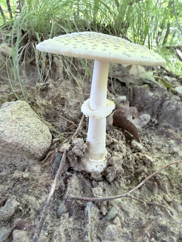 Small Funnel-Veil Amanita · July 2026 · photo: Photo: (c) Erica Tava Johnson, some rights reserved (CC BY) · iNaturalist