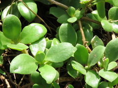 Delosperma tradescantioides