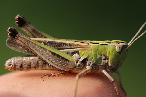 Stripe-winged Grasshopper, photo 8 of 10