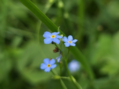 Myosotis nemorosa, 2026-07-12