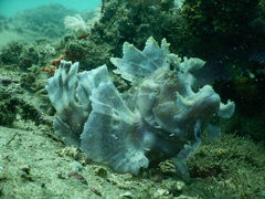 Rhinopias eschmeyeri