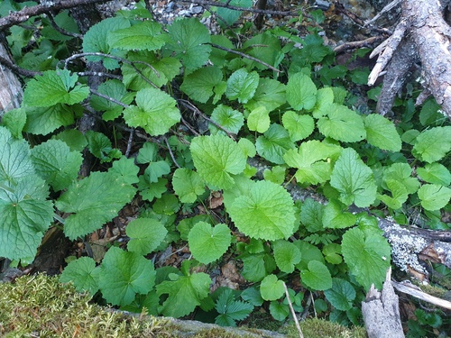 Valeriana pyrenaica, photograph 3