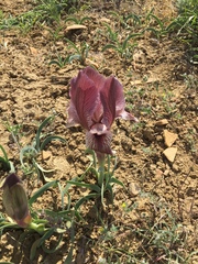 Iris acutiloba