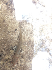 Eurycea troglodytes