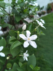 Wrightia antidysenterica