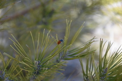 Labidostomis