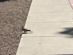 Streptopelia decaocto