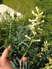 Astragalus asymmetricus