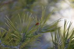 Labidostomis