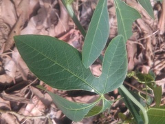 Passiflora cincinnata