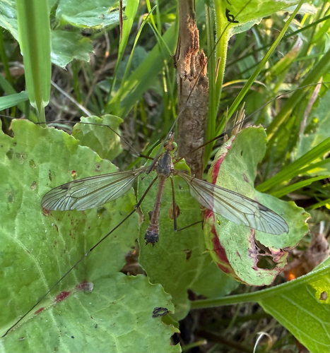 Tipula fascipennis