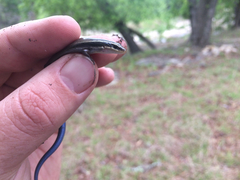 Plestiodon tetragrammus