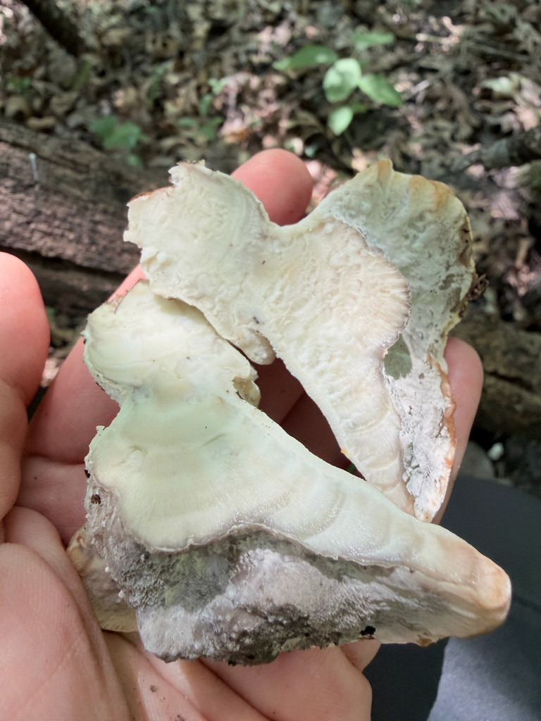 green cheese polypore · July 2026 · photo: Photo: (c) Erica Tava Johnson, some rights reserved (CC BY) · iNaturalist