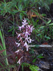 Dipodium variegatum, photograph author not stated, no rights reserved