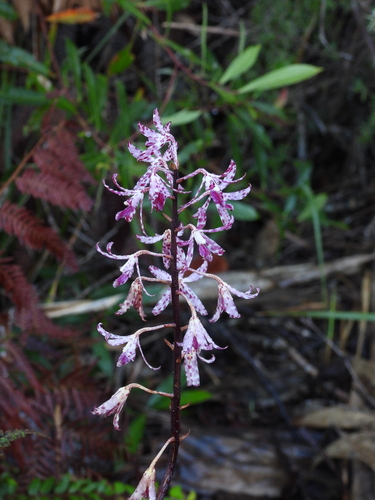 Dipodium variegatum, photograph 1