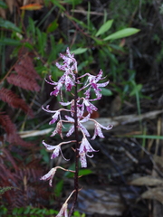 Dipodium variegatum