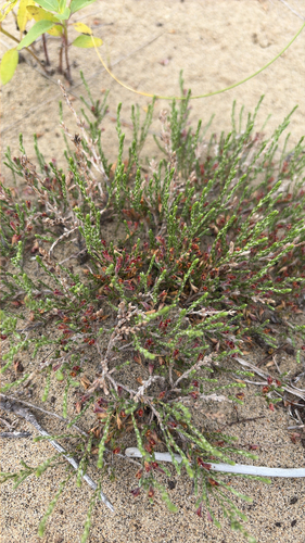 woolly beachheather