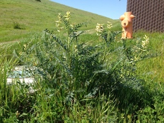 Astragalus asymmetricus