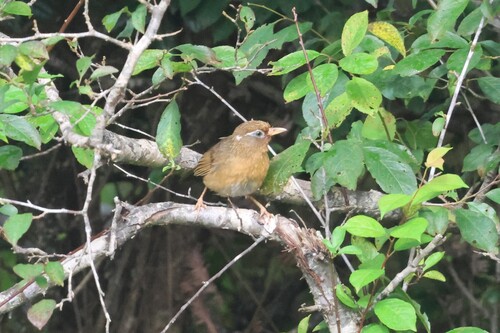 Garrulax canorus observed 2026-06-25